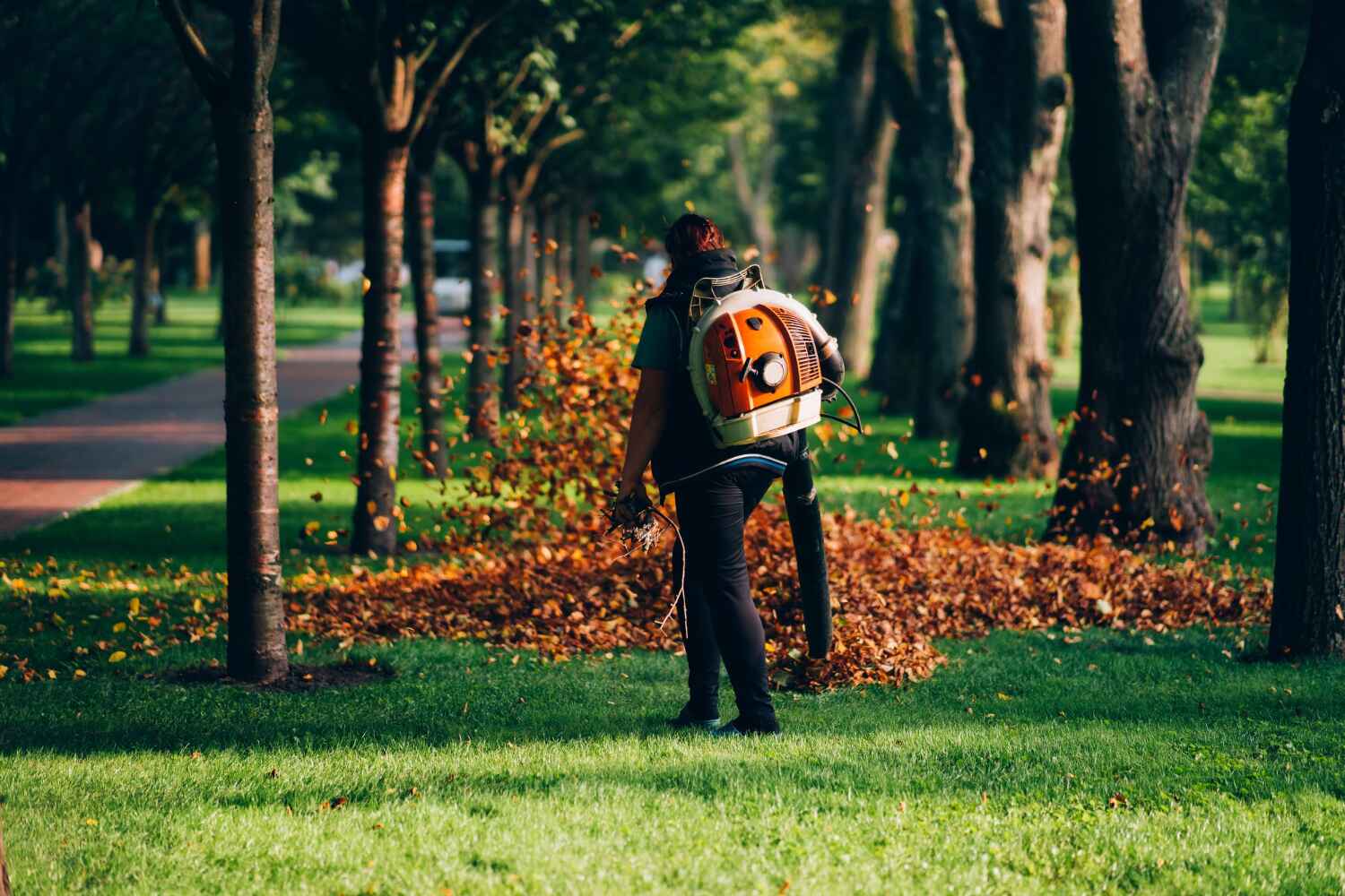 Best Residential Tree Removal  in Roseau, MN